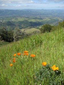 California Poppies and rolling hills