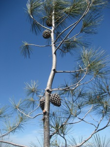 Gray Pine